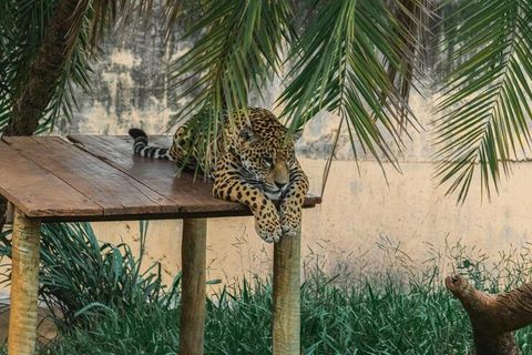 Discover the World of Luxury Wildlife and Eco Safari Experiences